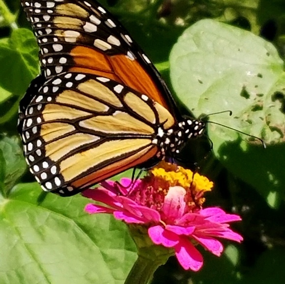 Meet your Posher, K - Picture 1 of 1